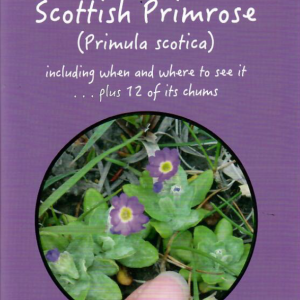 The Orkney Pocket Book of Scottish Primrose (Primula Scotica)