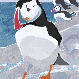 Nature Notebook - Puffin