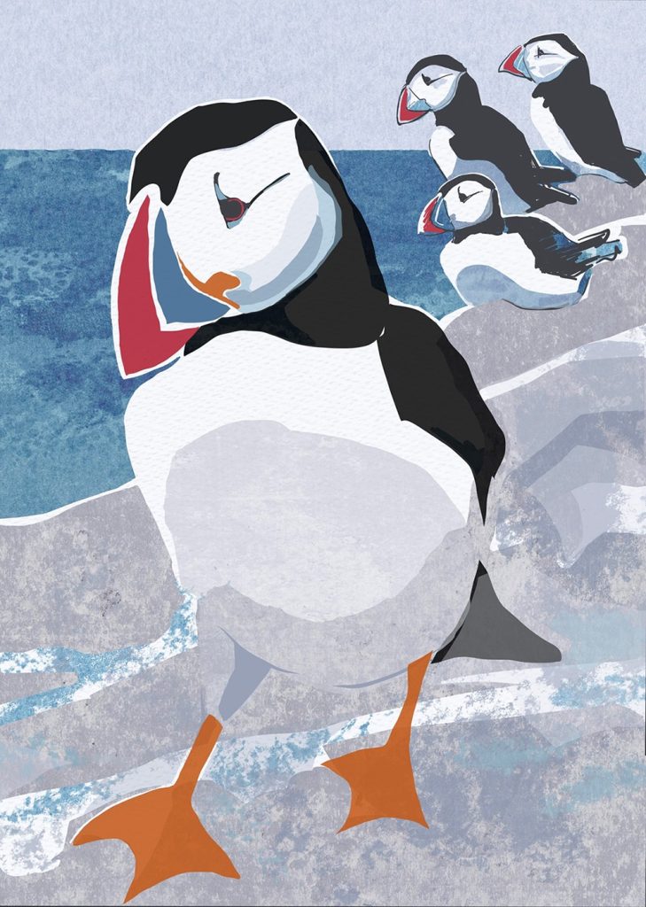 Nature Notebook - Puffin