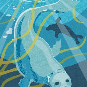 Nature Notebook - Seal