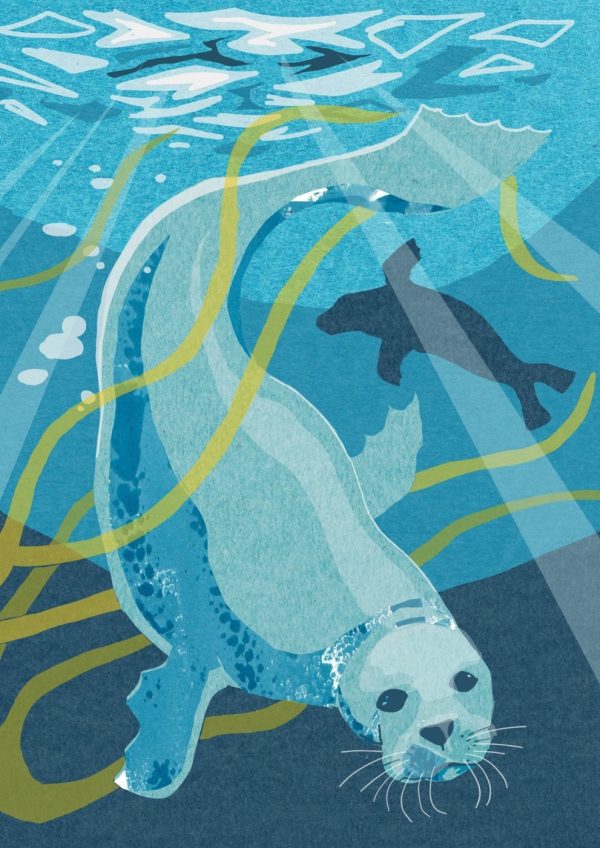 Nature Notebook - Seal