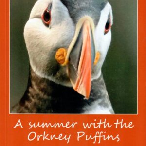 A Summer With The Orkney Puffins