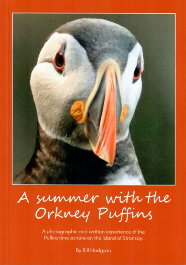 A Summer With The Orkney Puffins
