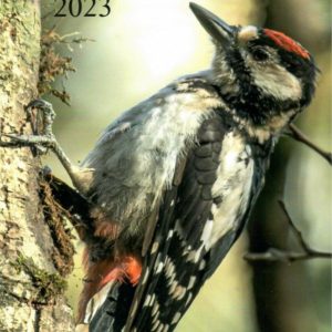 Orkney Bird Report 2023