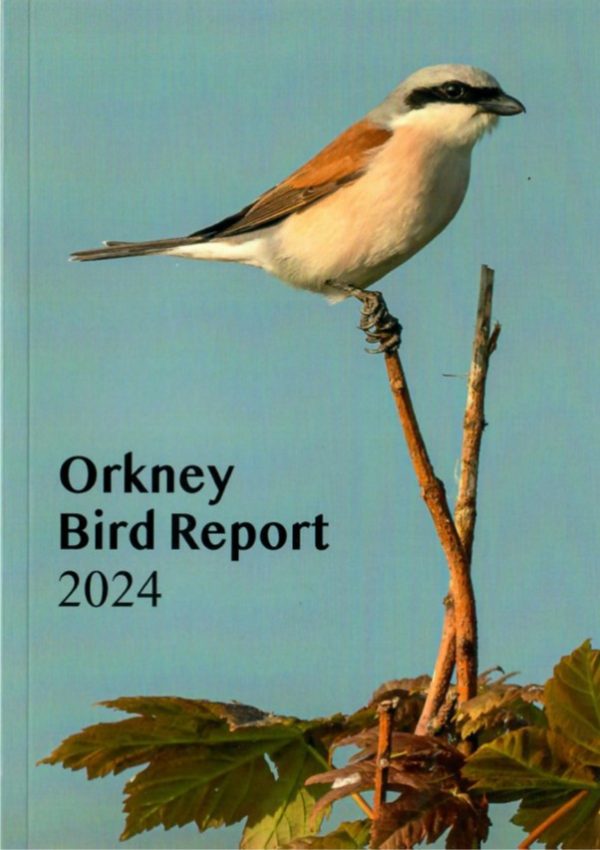 Orkney Bird Report 2024
