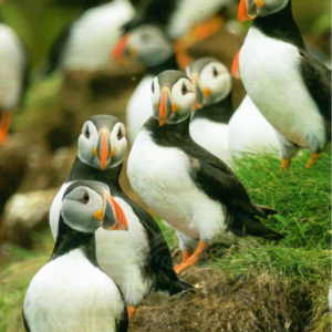 Orkney Scenic Appointment 2027 Calendar